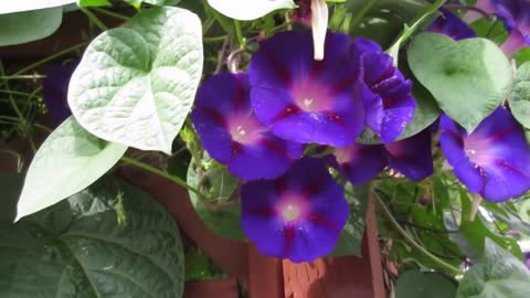 Close Up Of Morning Glory Flowers