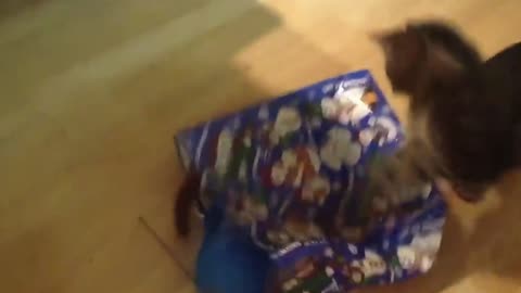 Small Cat Gets Scared By Big Cat Hides Herself In A Plastic Bag | Funny Video