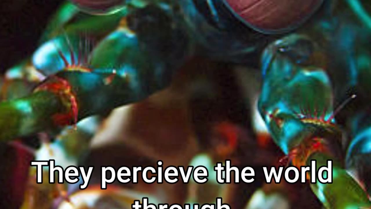 Mantis Shrimp - The Strongest Punch In The Animal Kingdom