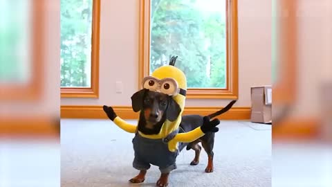 Funny dog ​​minions