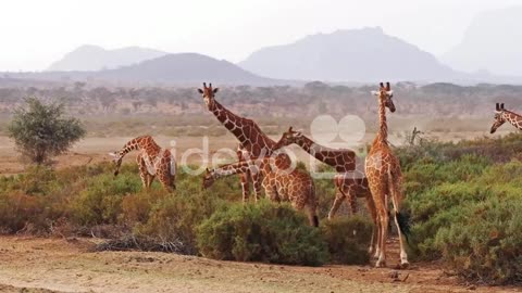 Reticulated Giraffe, giraffa camelopardalis reticulata, Group at Samburu park in Kenya, Real Time 4K