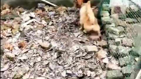 Chicken VS Dog Fight - Funny Dog Fight Videos