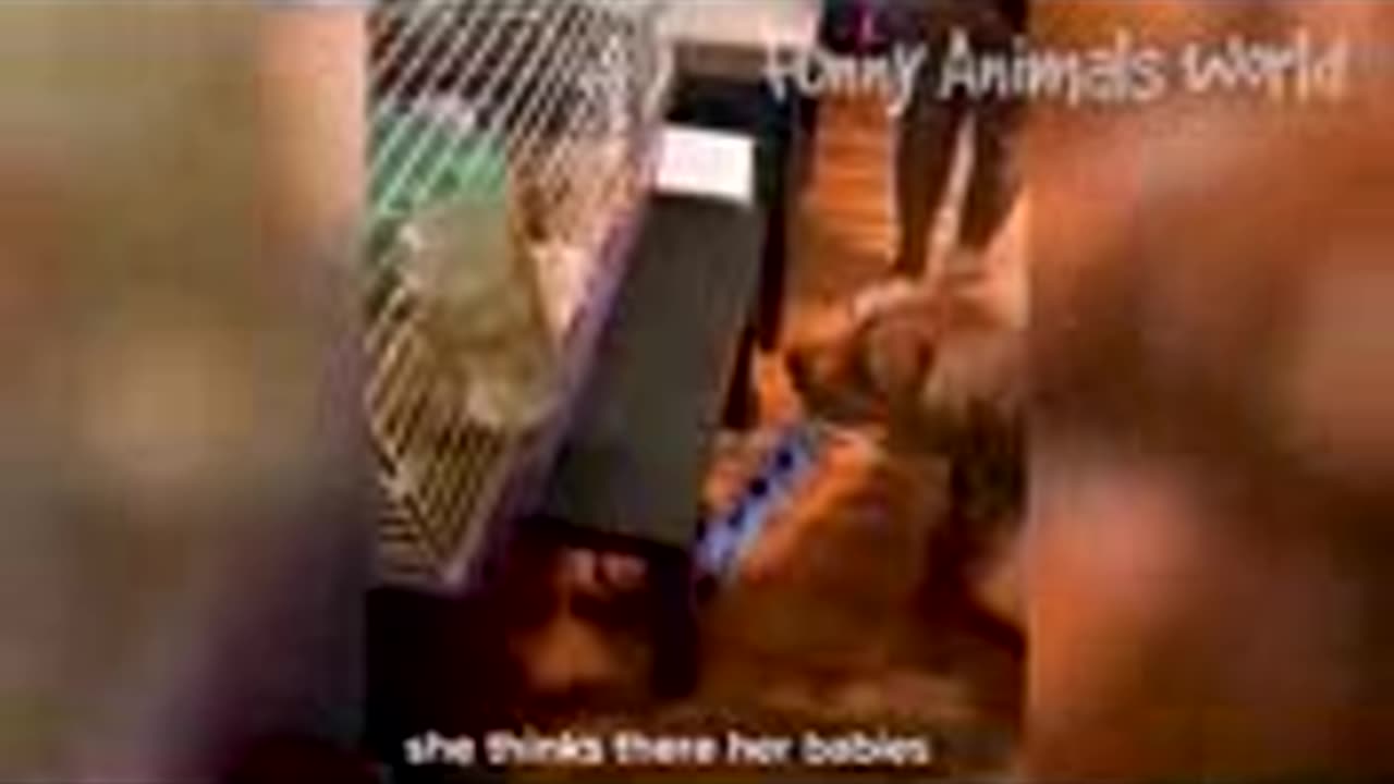 Funny Dogs And Cats Videos 2023