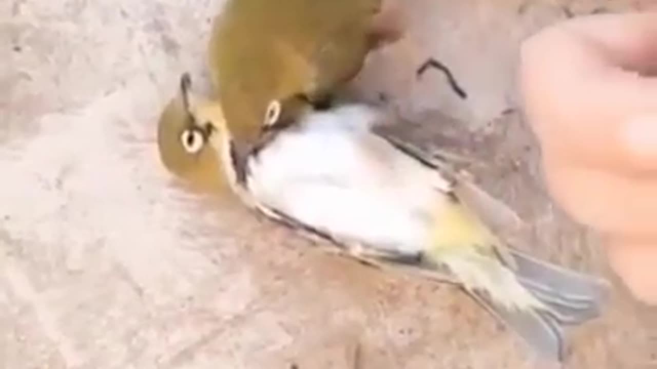 True love story