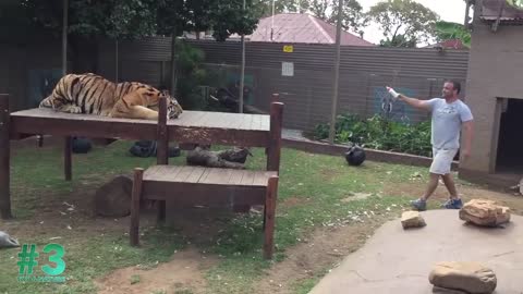 Tigers Attacking Human Beings