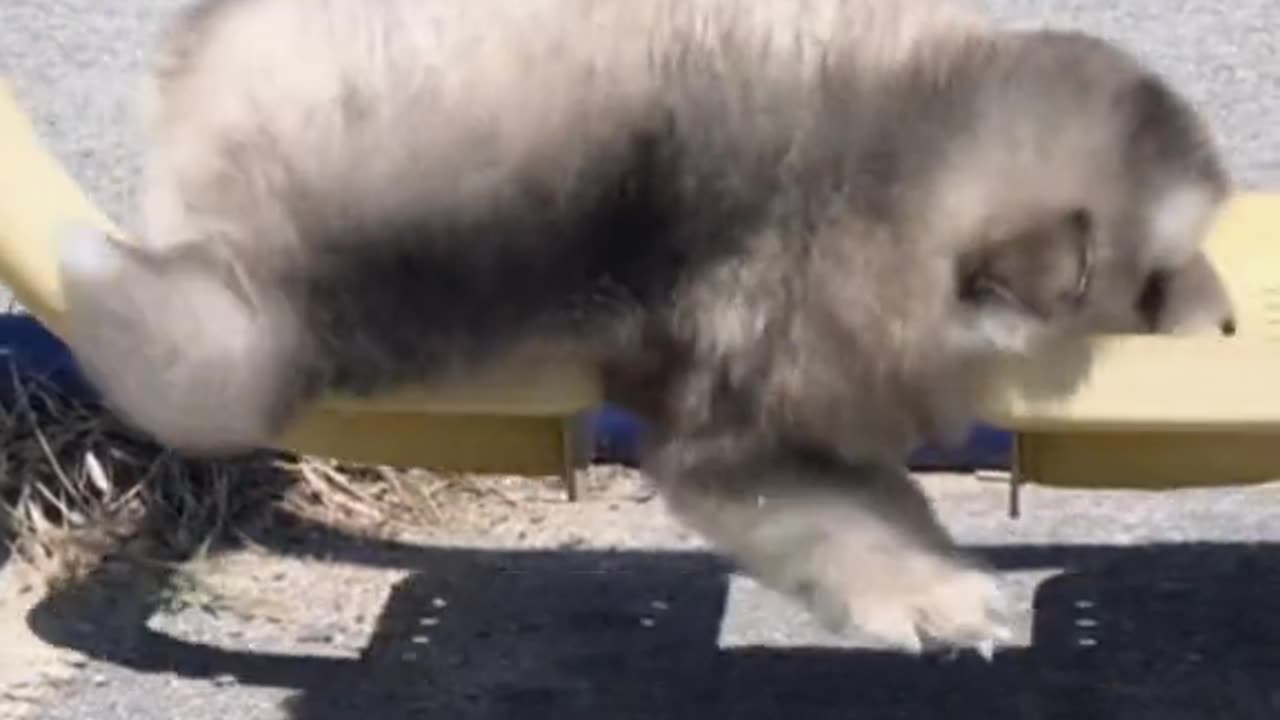 Funny dogs