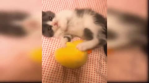 Cat Reaction to Playing Toy - Funny Cat Toy Reaction Compilation