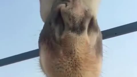 Tall sika deer.