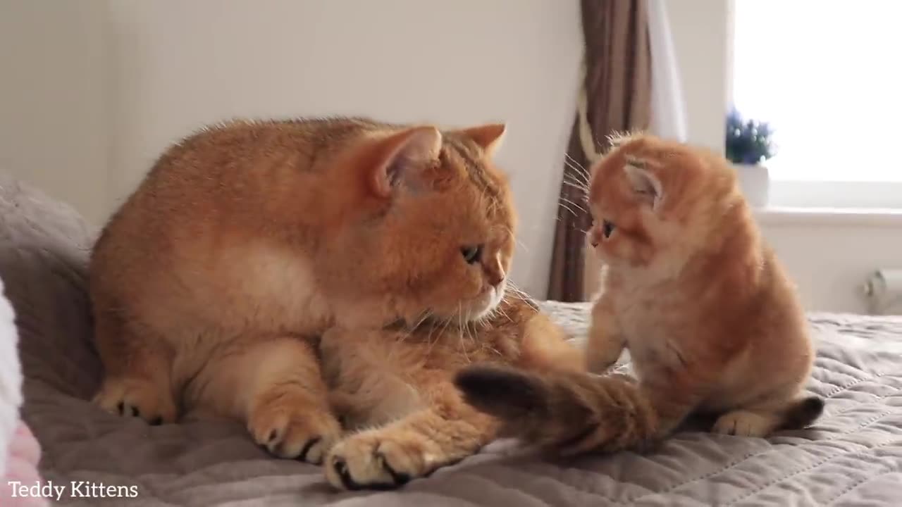 Cutie pie baby kitten🥰 playing adorably