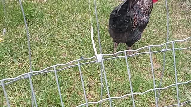 Chickens: Buttercup, Fauci & Rusty 2021