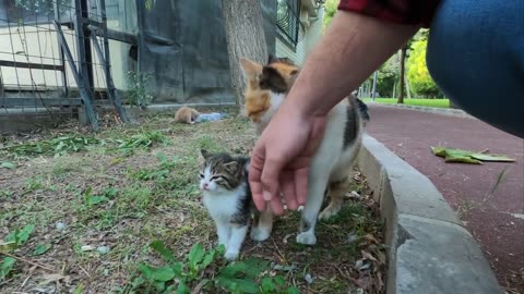 Kitten asking milk from her mommy