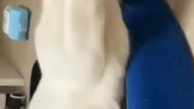 Cute cat