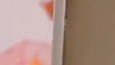 Watch Still End 😂😂 #shorts #cats #funny