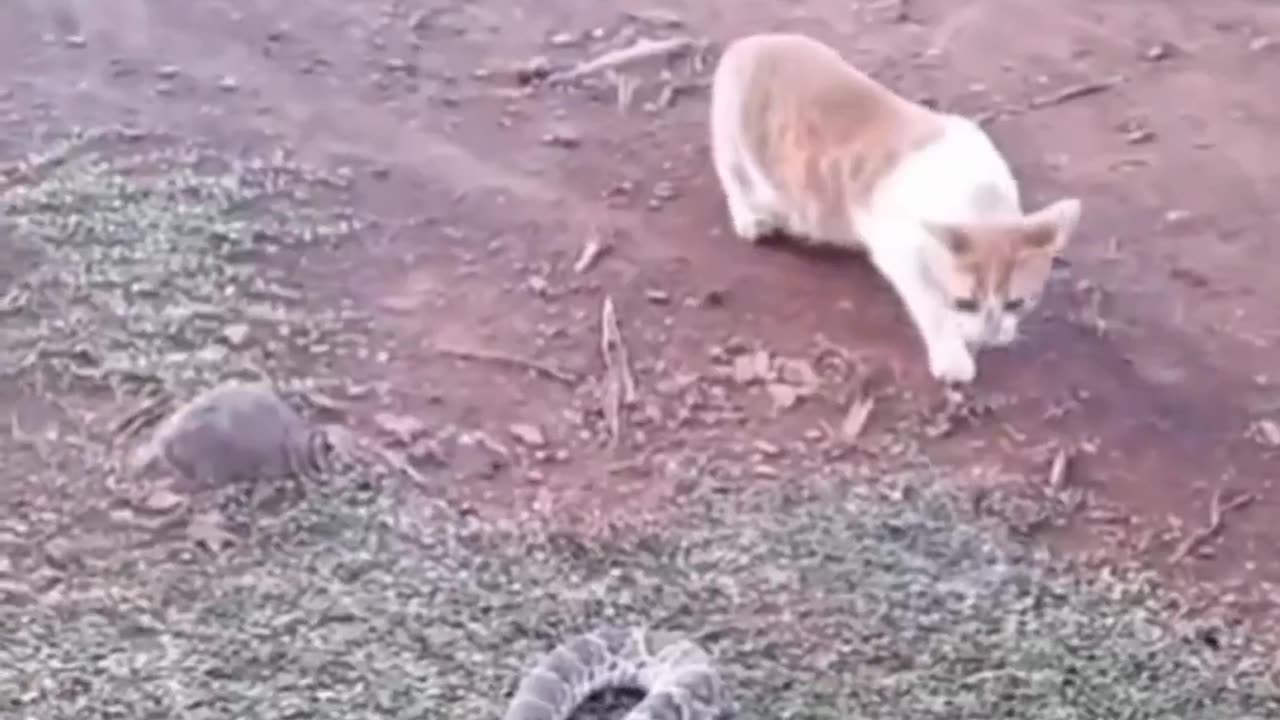 Cute 🥰 cat and dog fight 😁