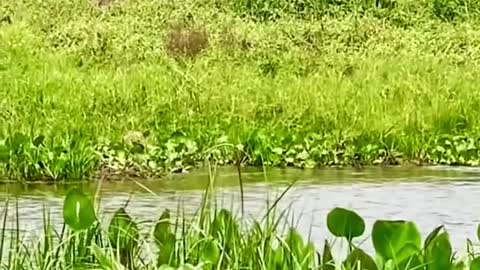 Leopard in the Water is Chased