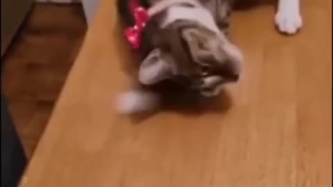Funny Animal Video