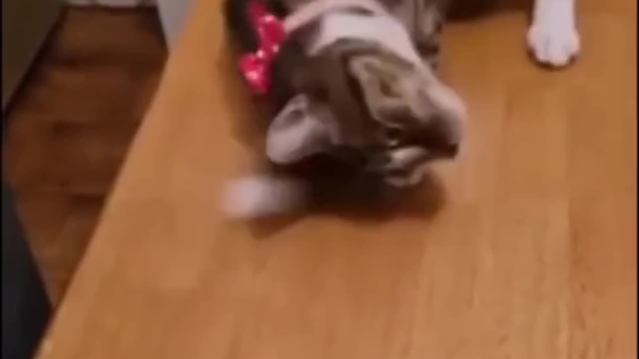 Funny Animal Video