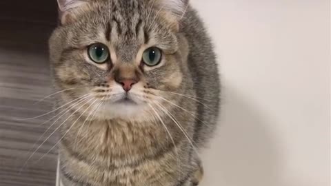 Funny animal videos|Cute animal videos |Funny dog&cat videos|Hilarious pet videos|Funny video