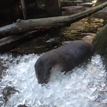 Playful otters
