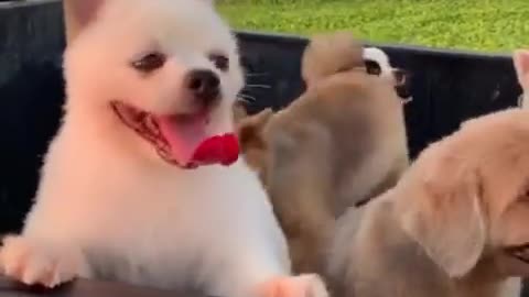 Cute dog video - funny video dog