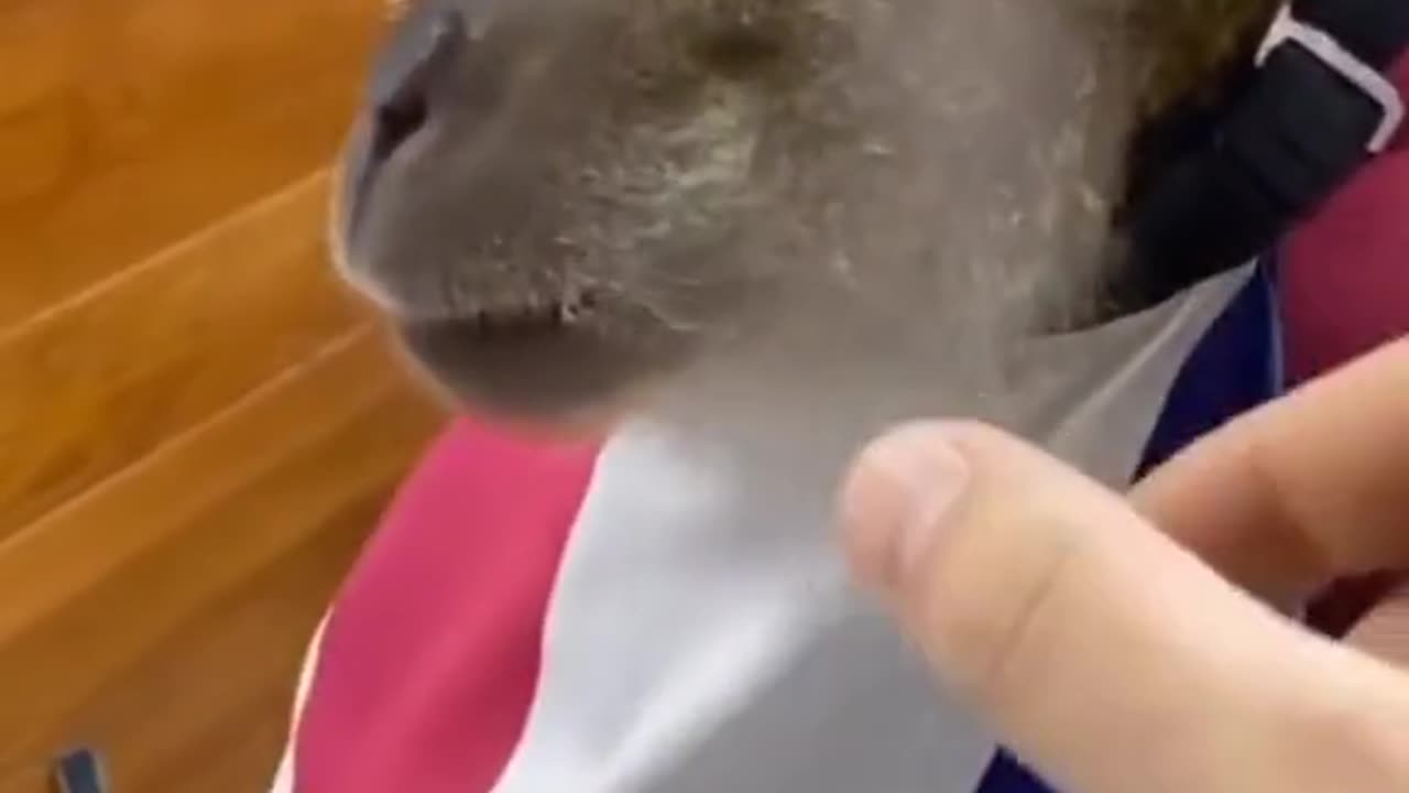 Funny monkeys and their life styles