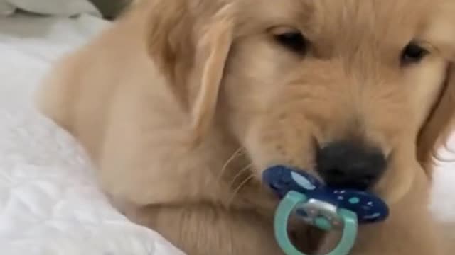 Cuteness overload 🥰🐾😘🐾