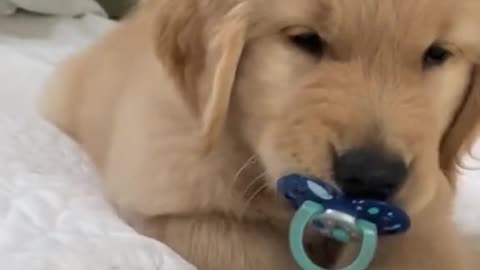 Cuteness overload 🥰🐾😘🐾