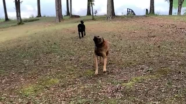 Malinois Shake from head to tail