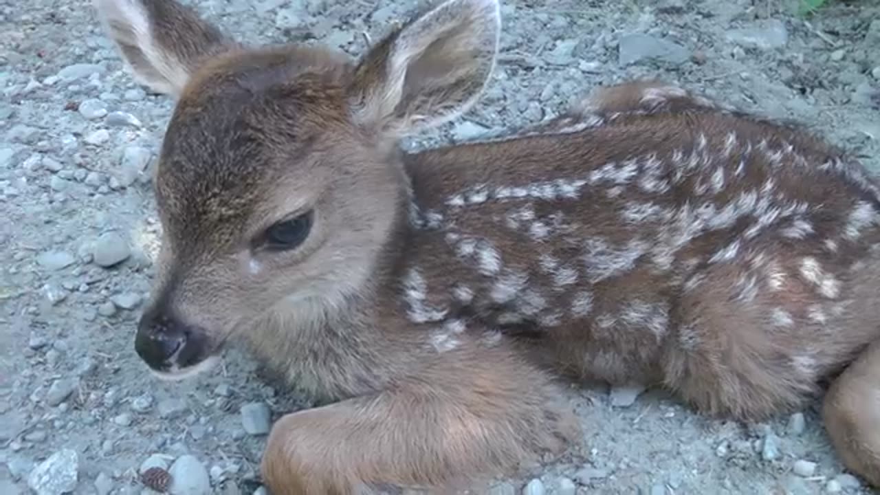 Baby Deer calls Logger "Mom".