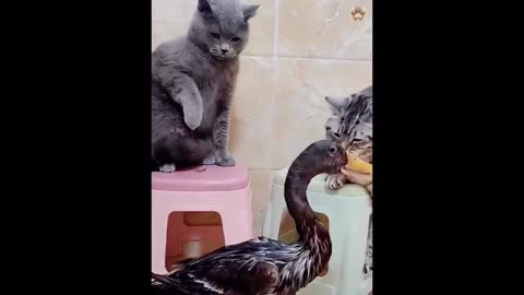Funny video animals