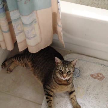 Watch a cat playing parkour