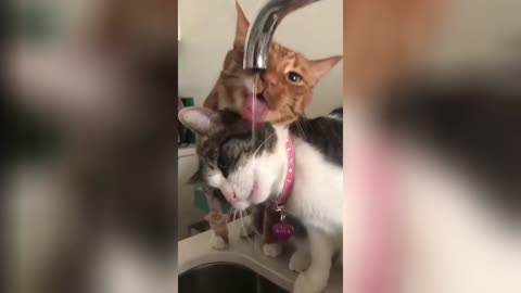 Funny animals - Funny cats