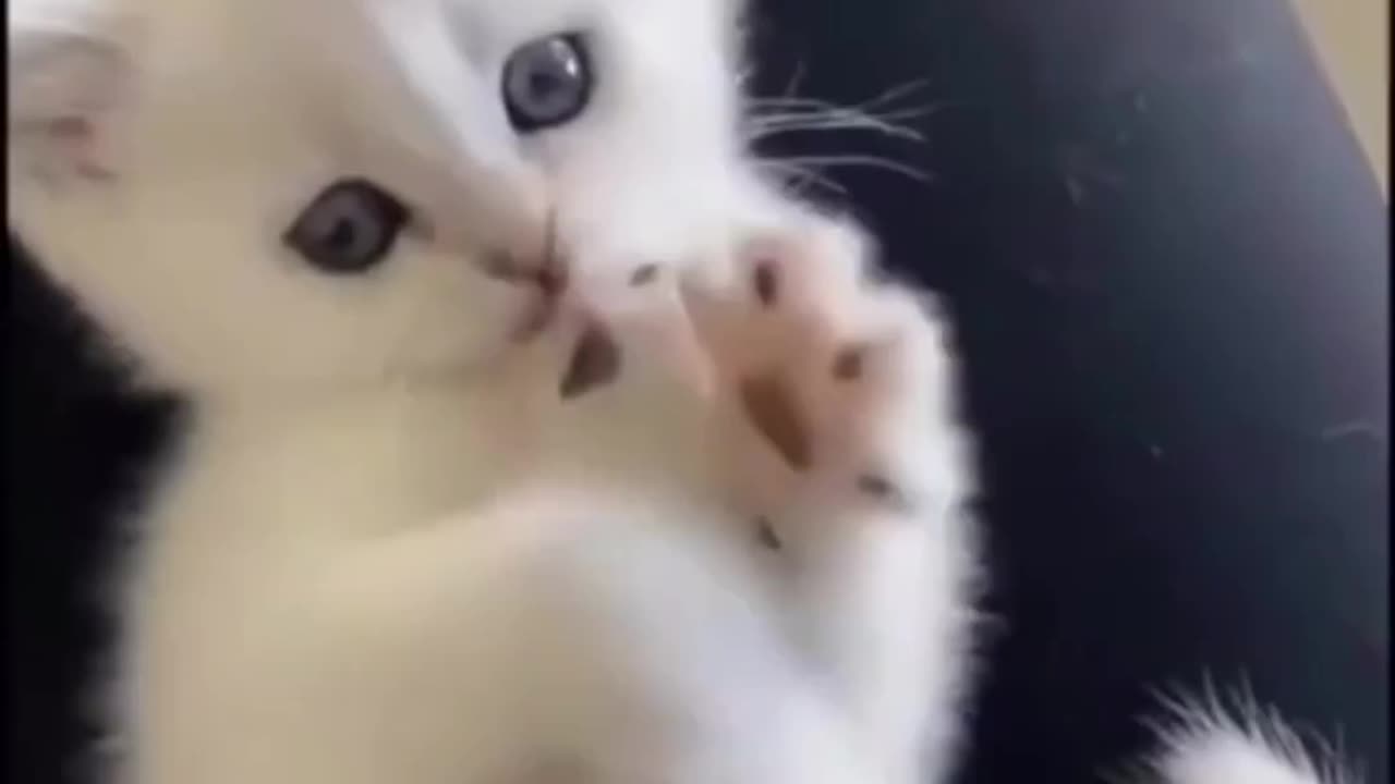 Cute kitten funny video