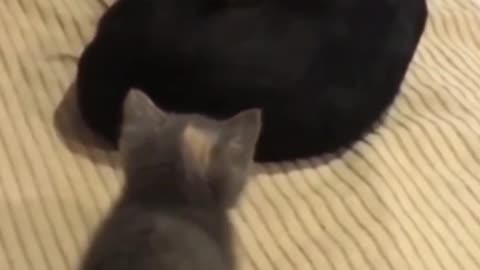 I love that kitten so much. It's so cute