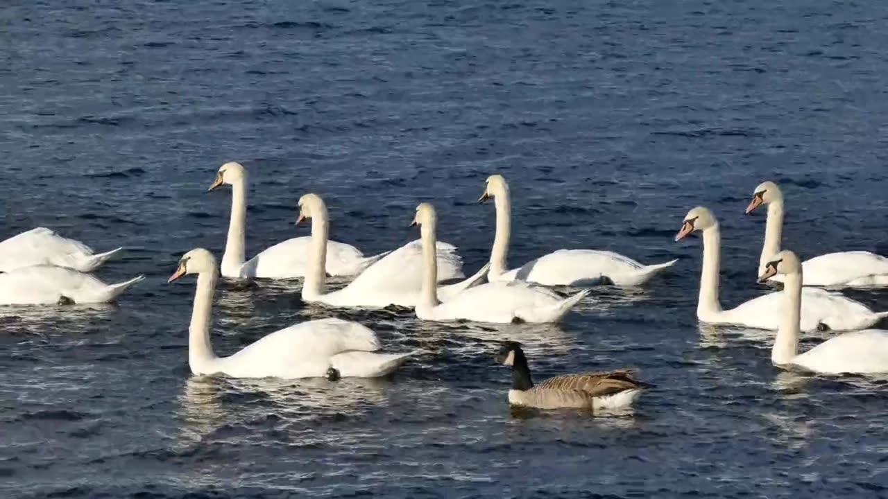 Feathers in Flight