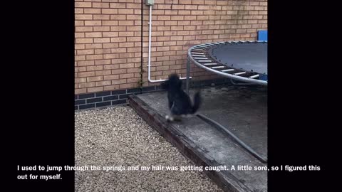 Smart Pet Uses Wall To Get onto Trampoline