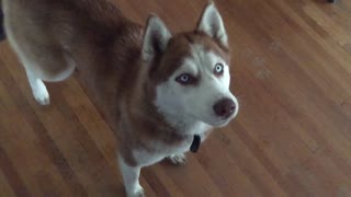 Siberian Husky hilariously struggles to catch food