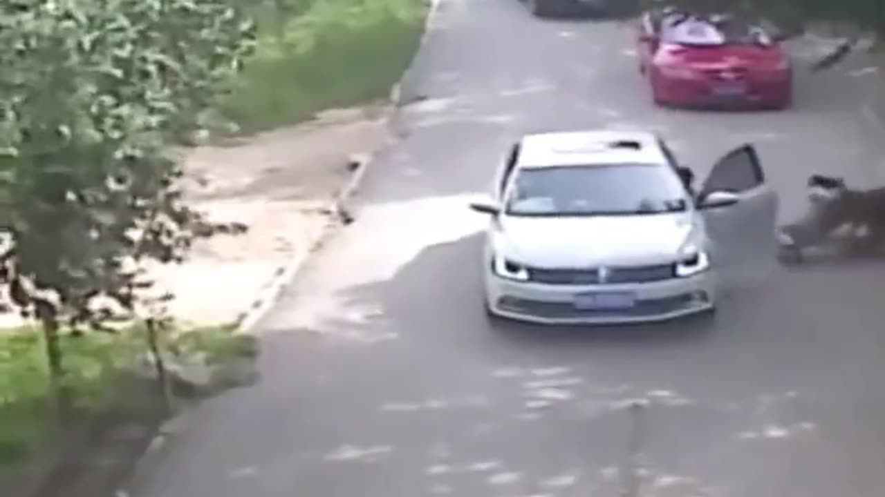 Woman gets out of the car to argue with her husband while inside a Tiger Safari