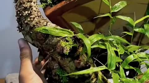 Giống con rồng đang nằm quay đầu nhìn lại phía sau lưng quá ha#bonsai