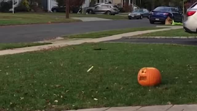 Best Funny Video Clips #shorts (157)