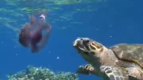 Turtle Eats Jellyfish #shorts #viral #shortsvideo #video