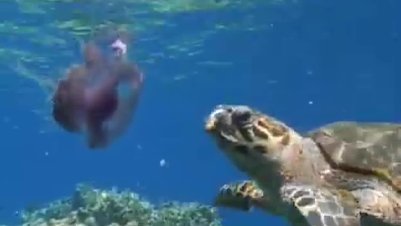 Turtle Eats Jellyfish #shorts #viral #shortsvideo #video