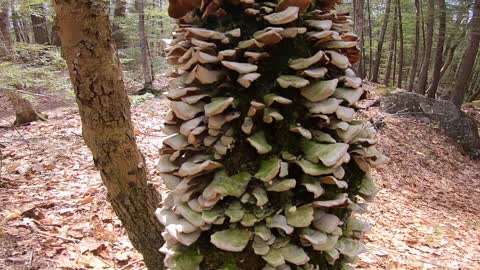 Mushrooms