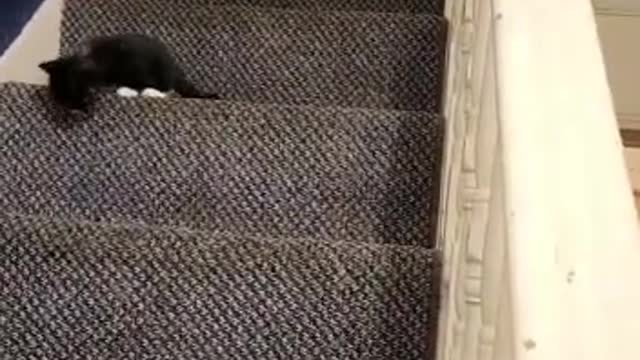 Baby kittens learning the stairs