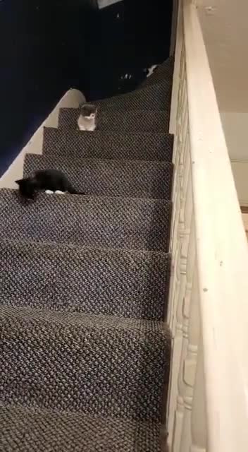 Baby kittens learning the stairs