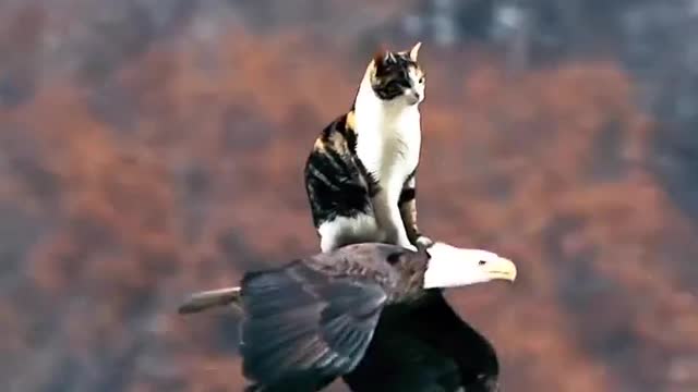 How can this scene be so harmonious when a cat can sit on an eagle's back