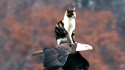 How can this scene be so harmonious when a cat can sit on an eagle's back