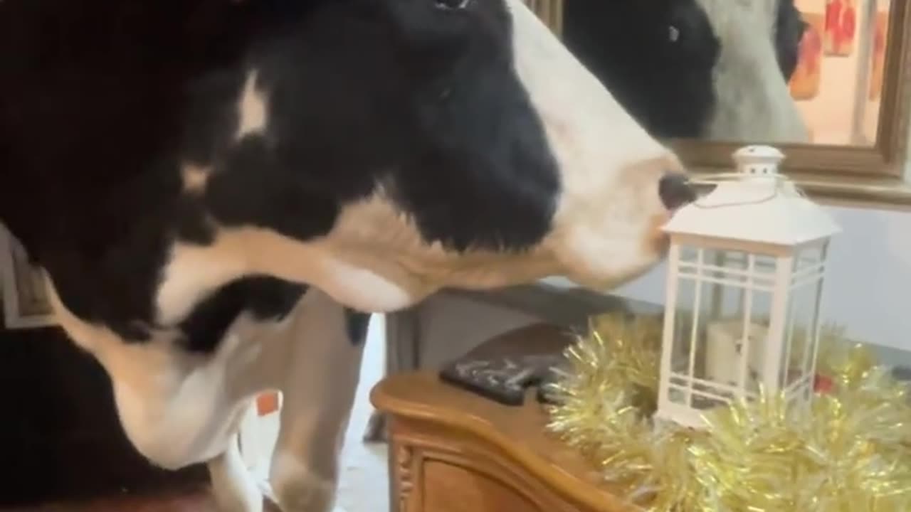 Bull Takes a Peek Inside House