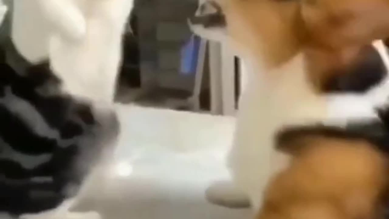 Battle of the Furballs: Hilarious Cat vs. Dog Showdown! 😂