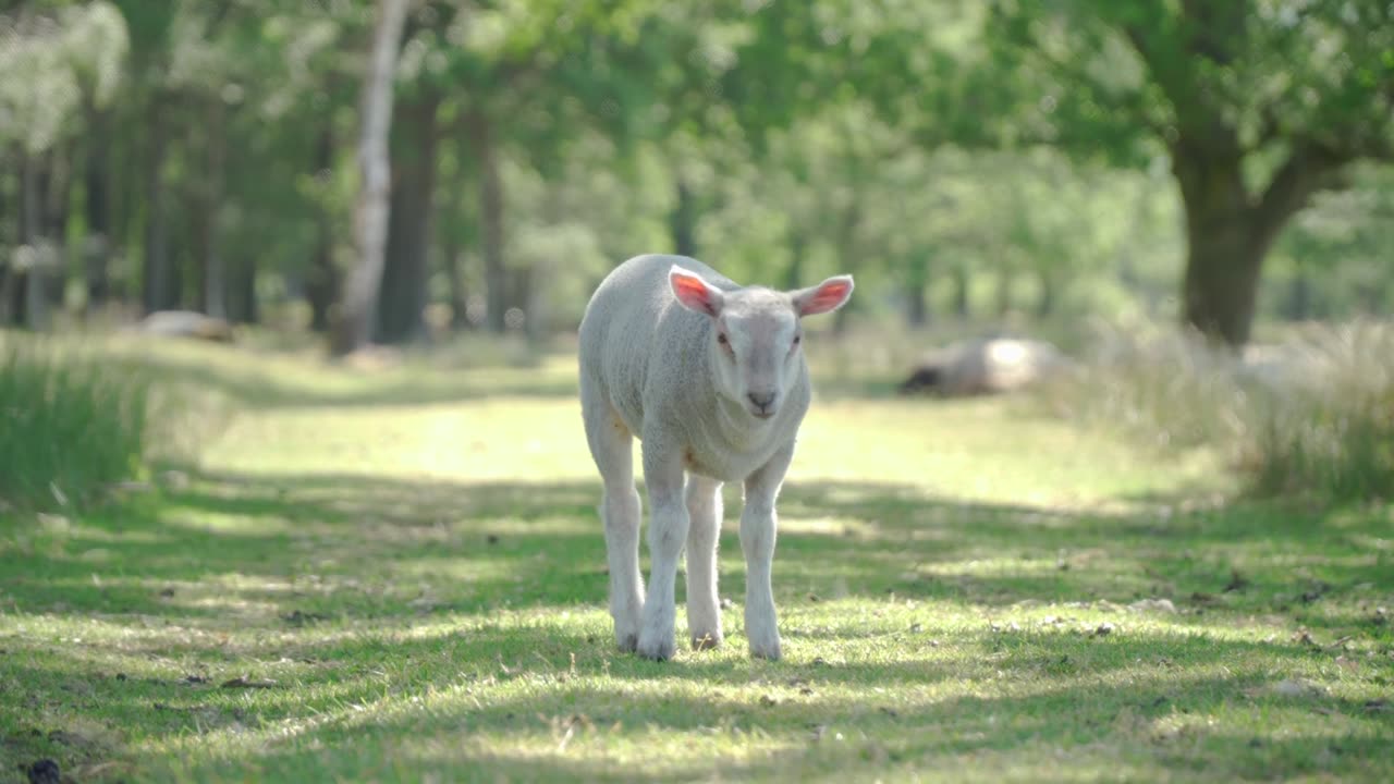 Beautiful sheep